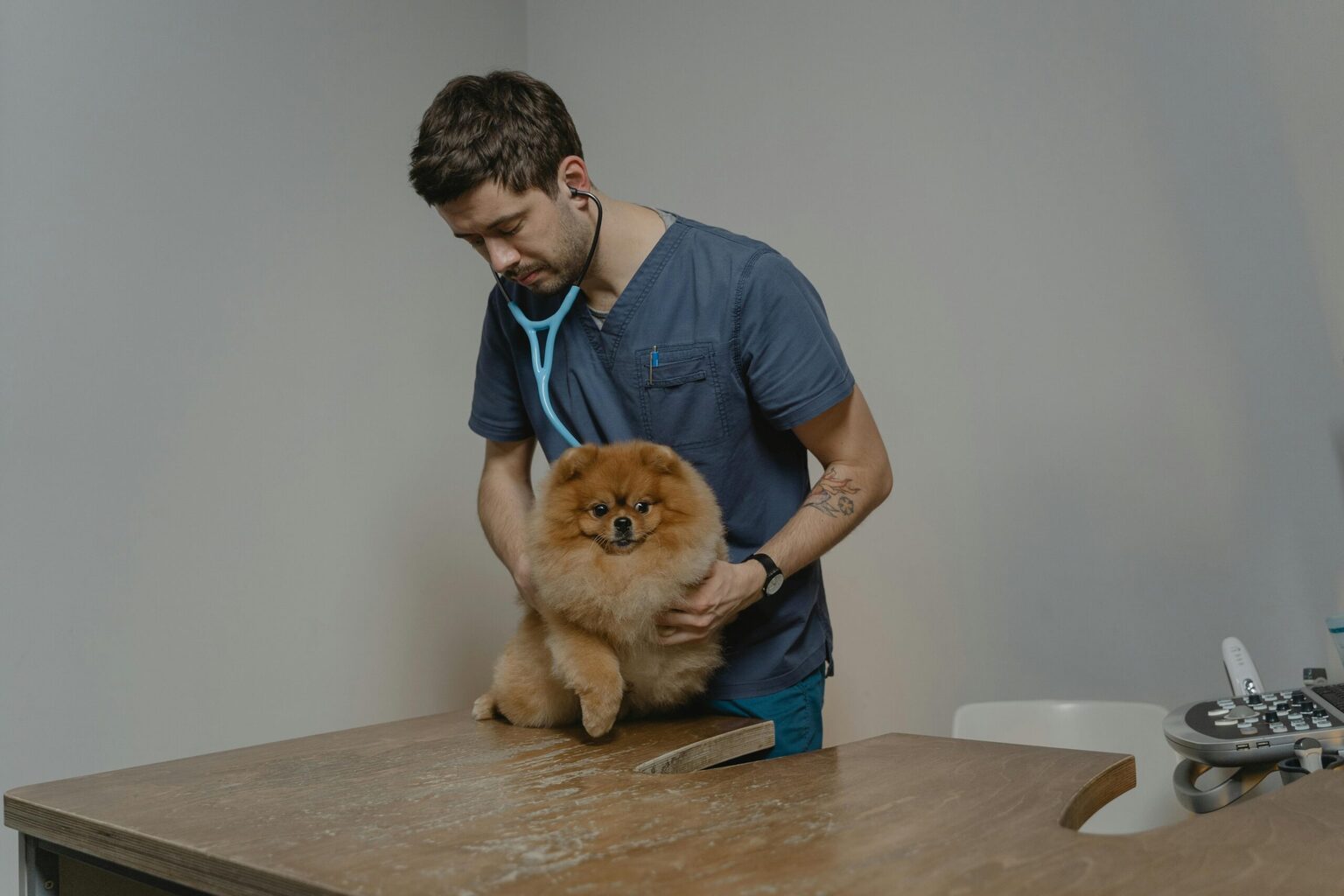 pet wedding planning