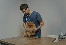 pet wedding planning