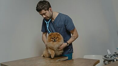 pet wedding planning