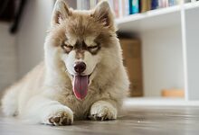 pet social media