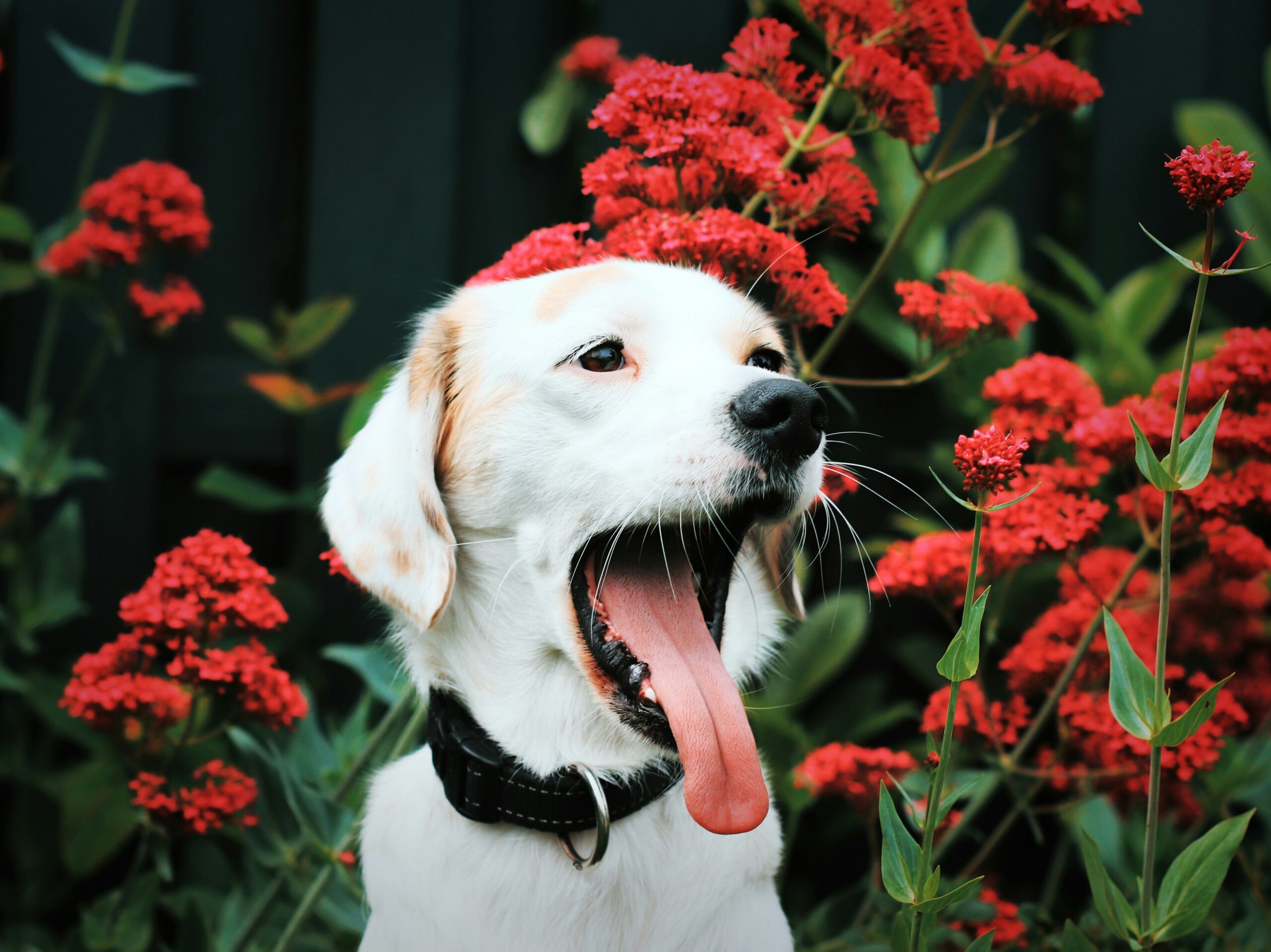 Pet Aromatherapy
