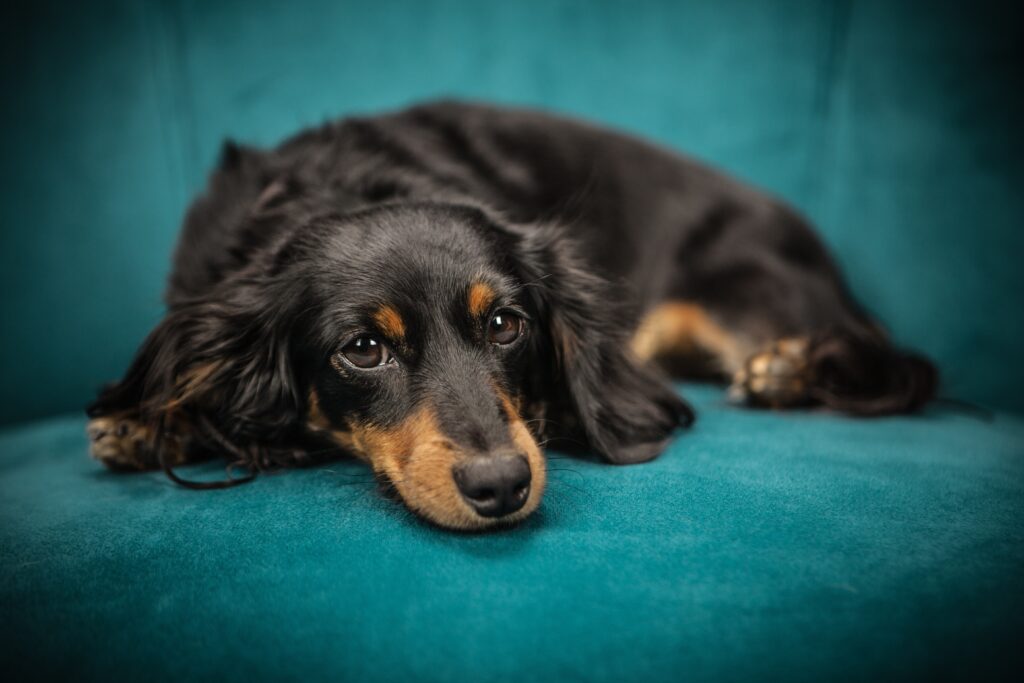 The Importance of Recognizing Early Signs of Dog Anxiety