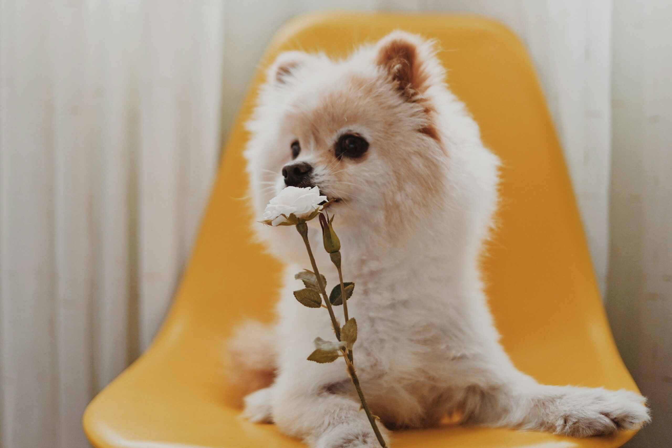 dog perfume