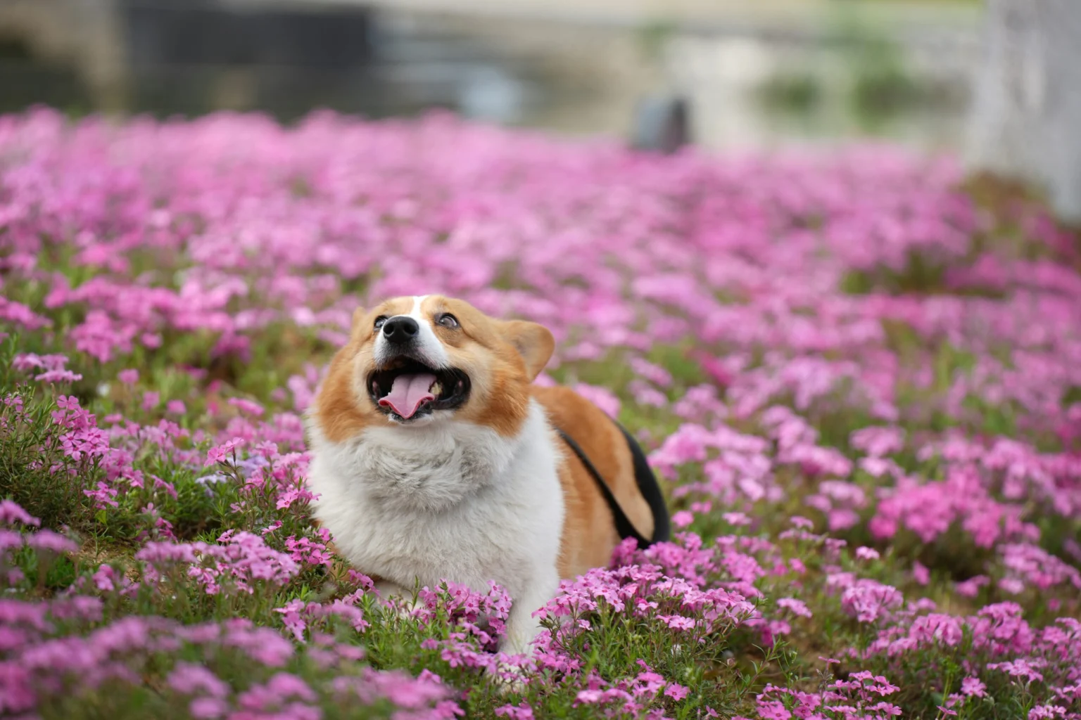 Best Dog Perfumes 2026: Keep Your Pup Fresh with Safe Scents dog perfume
