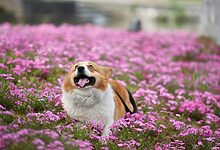 dog perfume