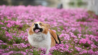 dog perfume