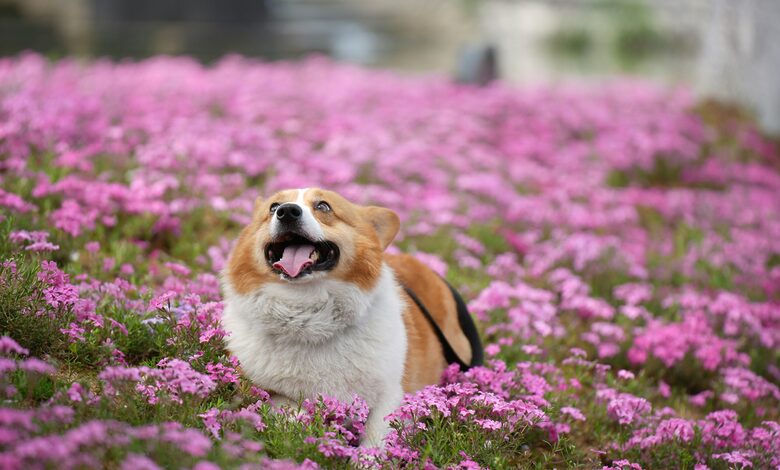 dog perfume