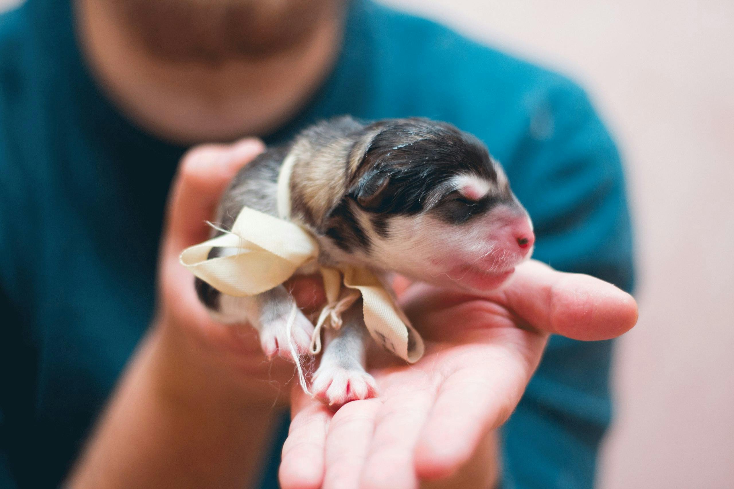 puppy care