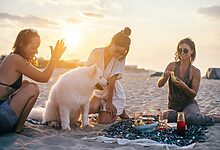 pet travel diet