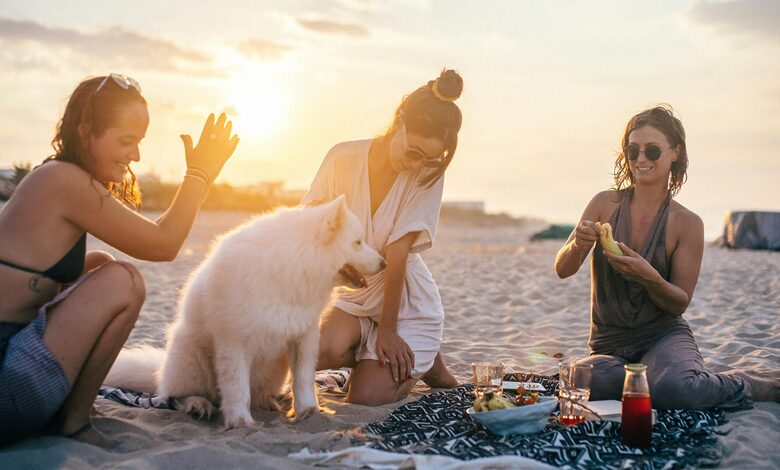 pet travel diet