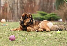 dog activities