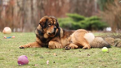dog activities