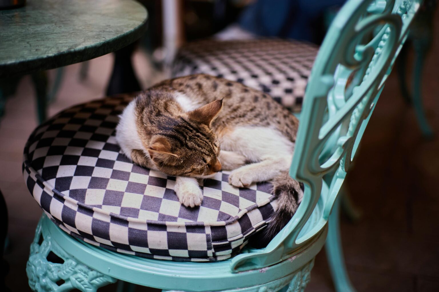 Cat Anxiety and Stress Management: The Complete 2025 Guide to Calming Your Feline Friend cat anxiety