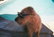 Pet Swimming Classes