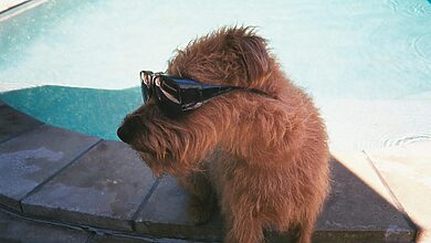 Pet Swimming Classes