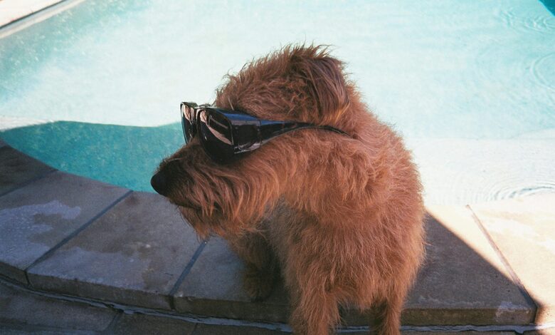 Pet Swimming Classes