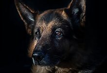 Double Coated Dog Grooming