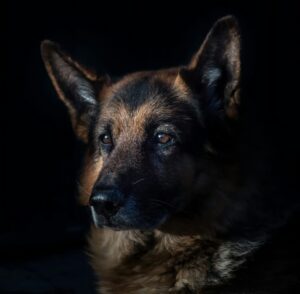 Double Coated Dog Grooming