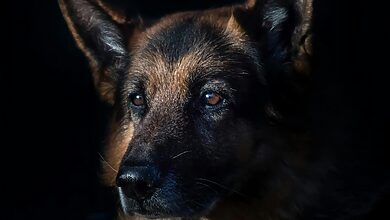 Double Coated Dog Grooming