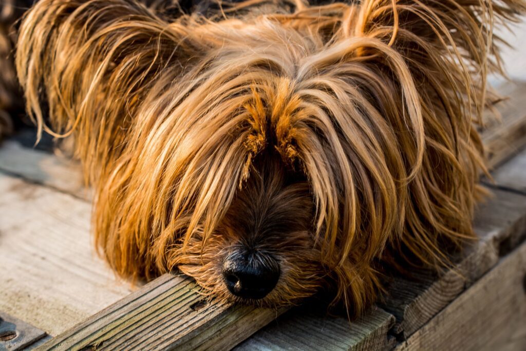 How to Make Homemade Detangler Spray for Dogs: Salon Quality