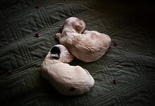 puppy care