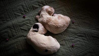 puppy care