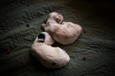puppy care
