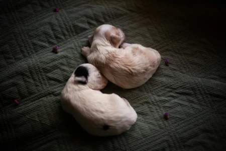 Ultimate Very Young Puppy Care Guide 2026: Complete Newborn to 8-Week Puppy Care for New Pet Parents puppy care