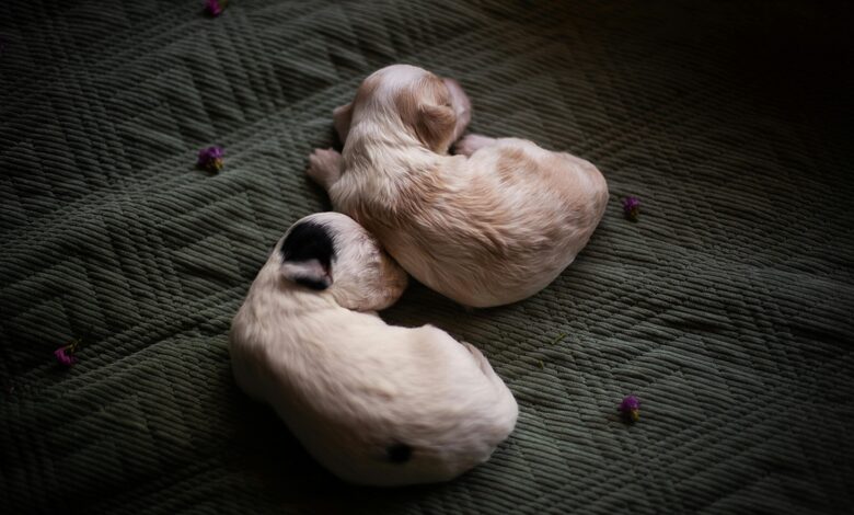 puppy care