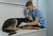 Pet Viral Diseases