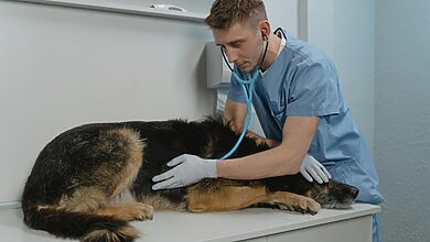 Pet Viral Diseases