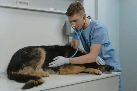 Pet Viral Diseases: Complete Guide to Common Symptoms and Natural Care Methods for Dogs and Cats Pet Viral Diseases