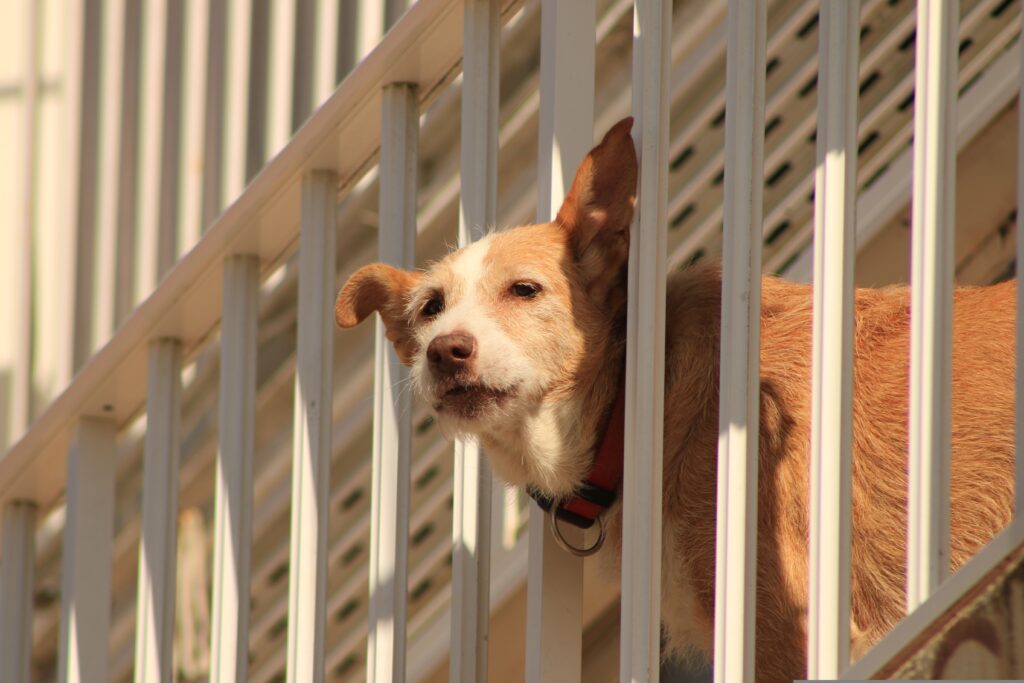 Ultimate Guide to Dog and Cat Security Services: Ensuring Pet Safety in 2026
