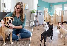 Pet Supervision