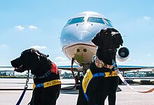 dog travel essentials