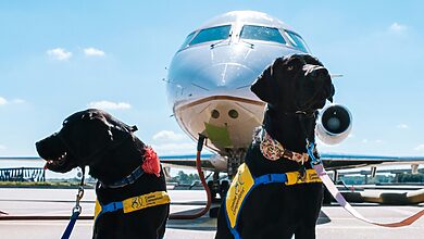 dog travel essentials