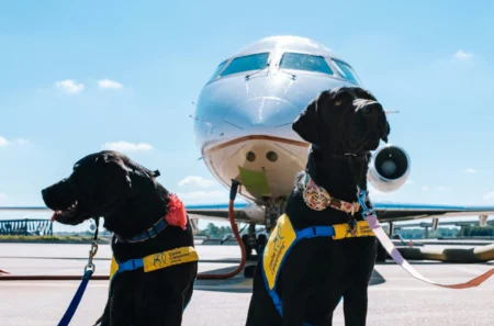 Pet Airline Travel Packing Guide: Essential Items for Flying with Your Furry Friend in 2026 dog travel essentials