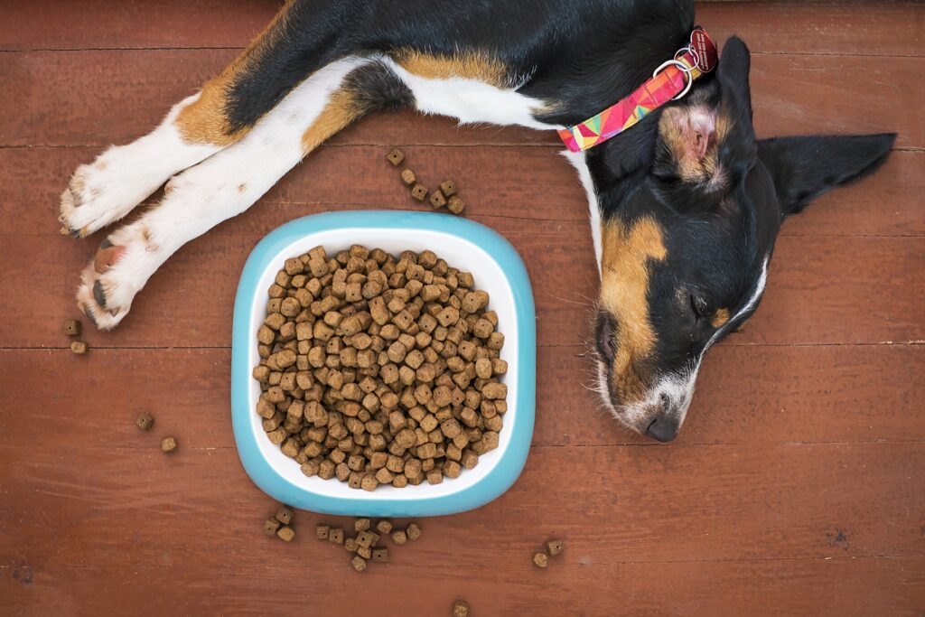 Easy Homemade Dog Breakfast Recipes
