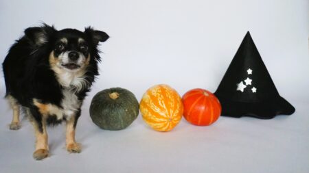 20 Best Dog Halloween Toys for Safe, Spooky Fun in 2026: Complete Safety Guide for Pet Parents