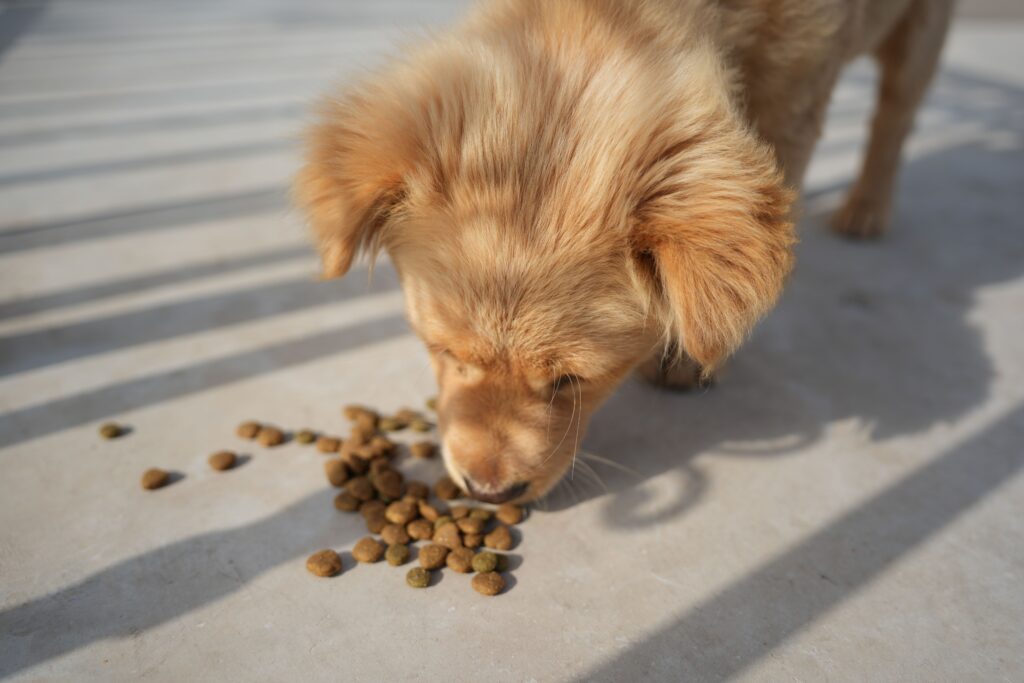 Easy Homemade Dog Breakfast Recipes