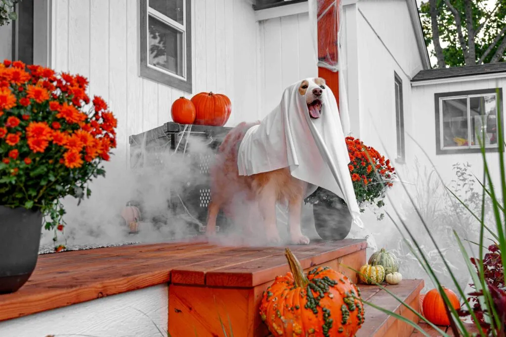 20 Best Dog Halloween Toys for Safe, Spooky Fun in 2026: Complete Safety Guide for Pet Parents