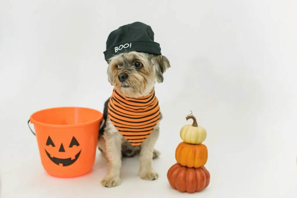 20 Best Dog Halloween Toys for Safe, Spooky Fun in 2026: Complete Safety Guide for Pet Parents
