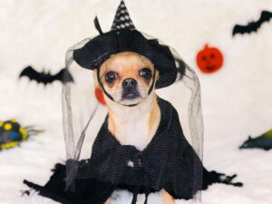 The Ultimate Guide to Safe Halloween Treats for Dogs: Vet-Approved Recipes and Safety Tips for 2026