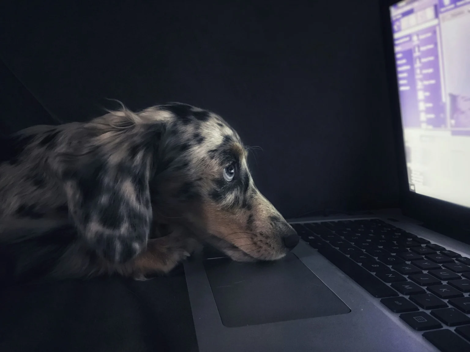 Top 10 Pet Product Scams to Avoid in 2026: Essential Protection Guide for Pet Parents Pet Product Scams