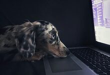 Pet Product Scams