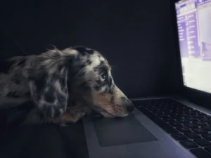 Top 10 Pet Product Scams to Avoid in 2026: Essential Protection Guide for Pet Parents Pet Product Scams