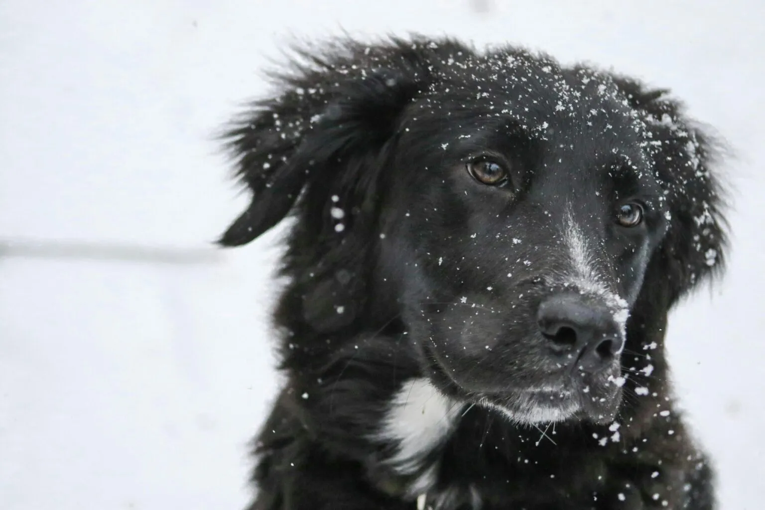 Senior Dog Winter Care: Complete 2025 Safety Guide & Expert Comfort Tips for Aging Dogs winter care