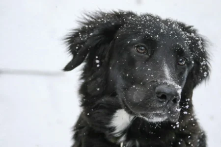 Senior Dog Winter Care: Complete 2026 Safety Guide & Expert Comfort Tips for Aging Dogs winter care