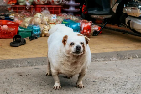 The Ultimate Dog Weight Loss Guide: Diet Plans, Exercise Routines, and Organisation Strategies for a Healthier Pup a domestic short-haired cat sitting calmly on a table in a bright clinic room