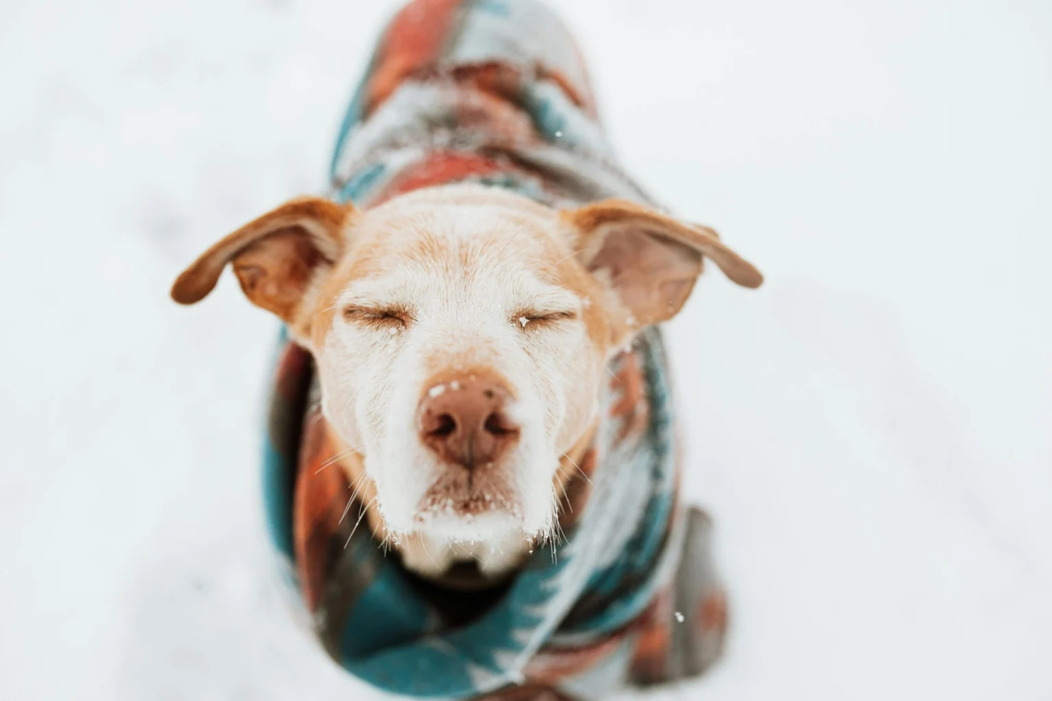 The Complete Guide to Calmly Dressing Your Dog in Sweaters, Beanies, and Socks for Winter winter